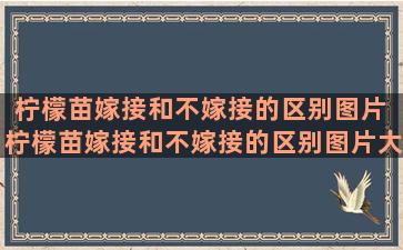 柠檬苗嫁接和不嫁接的区别图片 柠檬苗嫁接和不嫁接的区别图片大全